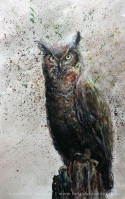 owl
