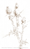 kruldistel
